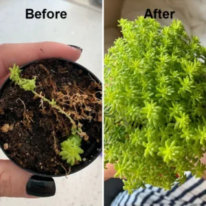 EcoGardenMart™ Plant Resurrection Liquid