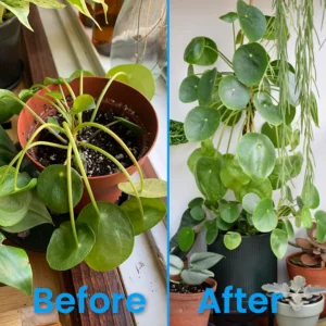 LIMETOW® Plant Revitalizer