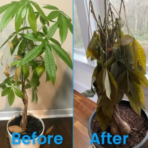 LIMETOW® Plant Revitalizer