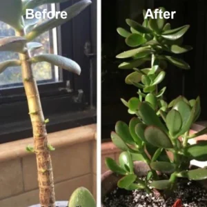 EcoGardenMart™ Plant Resurrection Liquid
