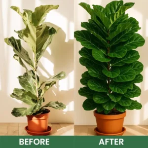 Seurico™ Foliar Brightening Nutrient Spray