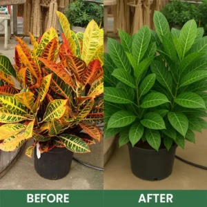 Seurico™ Foliar Brightening Nutrient Spray