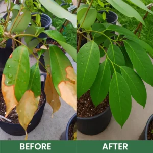 Seurico™ Foliar Brightening Nutrient Spray