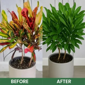 Seurico™ Foliar Brightening Nutrient Spray