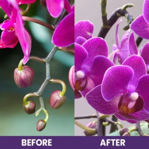 LIMETOW™ Orchid Plus Bloom Booster image LIMETOW™ Orchid Plus Bloom Booster
