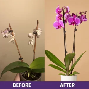 LIMETOW™ Orchid Plus Bloom Booster image LIMETOW™ Orchid Plus Bloom Booster