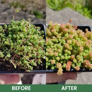 LIMETOW® House Plant Food image LIMETOW® House Plant Food