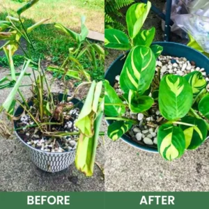 LIMETOW® House Plant Food image LIMETOW® House Plant Food