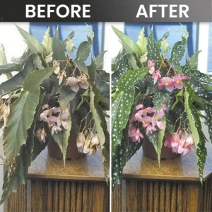 LIMETOW® Plant Rooting Powder image LIMETOW® Plant Rooting Powder