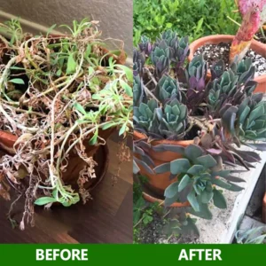 LIMETOW™ Botanical Revival Elixir image LIMETOW™ Botanical Revival Elixir