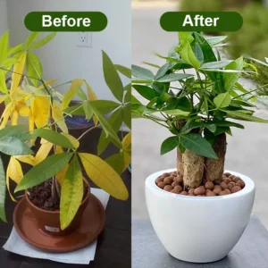 LIMETOW® Chlorophyll Spray image LIMETOW® Chlorophyll Spray