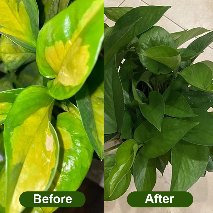 LIMETOW® Chlorophyll Spray image LIMETOW® Chlorophyll Spray