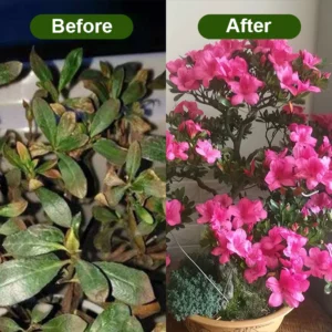 LIMETOW® Chlorophyll Spray image LIMETOW® Chlorophyll Spray