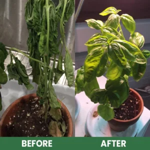 LIMETOW® Plant Resurrection Liquid image LIMETOW® Plant Resurrection Liquid