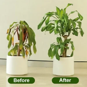 LIMETOW® Chlorophyll Spray image LIMETOW® Chlorophyll Spray