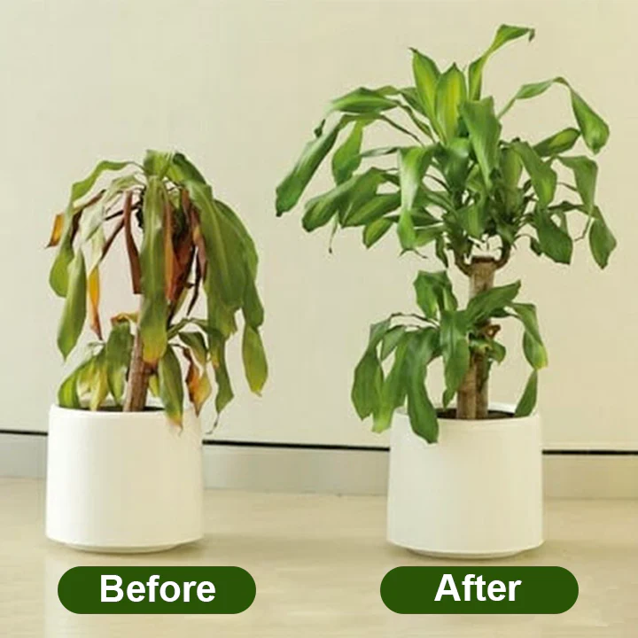 LIMETOW® Chlorophyll Spray image LIMETOW® Chlorophyll Spray