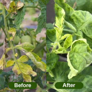 LIMETOW® Chlorophyll Spray image LIMETOW® Chlorophyll Spray