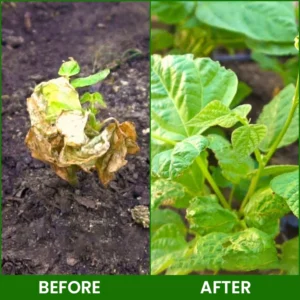 LIMETOW® Botanical Revival Elixir image LIMETOW® Botanical Revival Elixir