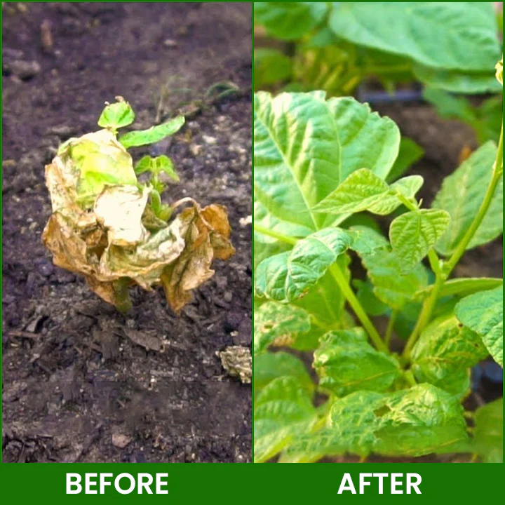 LIMETOW® Botanical Revival Elixir image LIMETOW® Botanical Revival Elixir