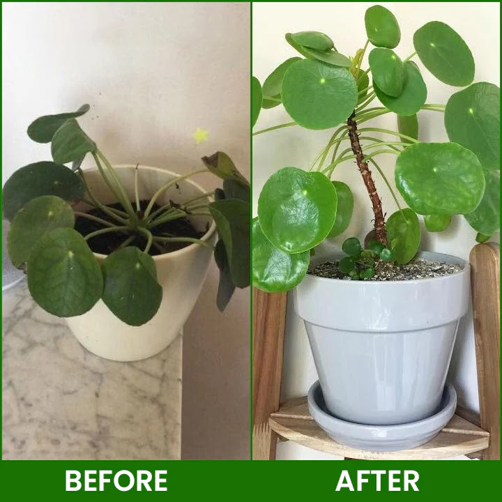 LIMETOW® Botanical Revival Elixir image LIMETOW® Botanical Revival Elixir