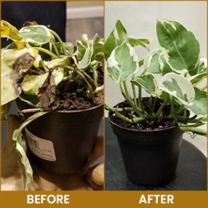 LIMETOW® Bone Meal Powder image LIMETOW® Bone Meal Powder