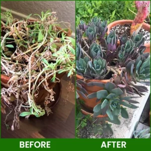 LIMETOW® Botanical Revival Elixir image LIMETOW® Botanical Revival Elixir