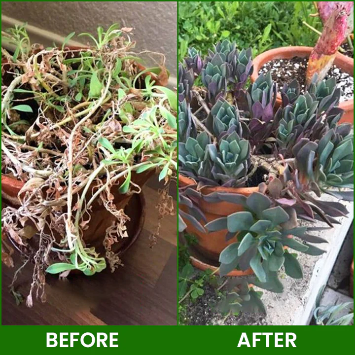 LIMETOW® Botanical Revival Elixir image LIMETOW® Botanical Revival Elixir